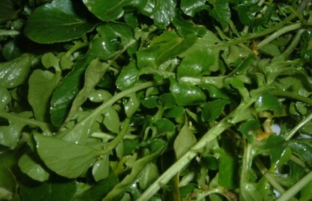 watercress-600x387