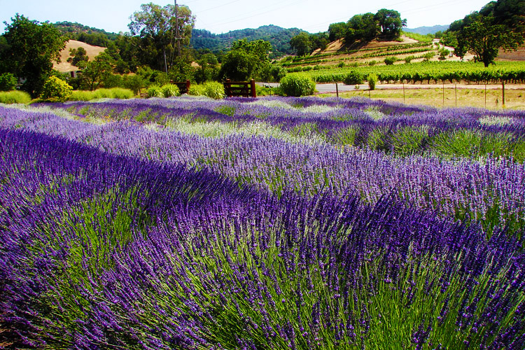 Lavanda