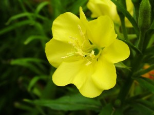 evening-primrose-bsp