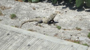 iguana